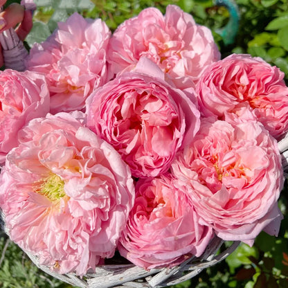 Dames de Chenonceau French Florist Climbing Rose