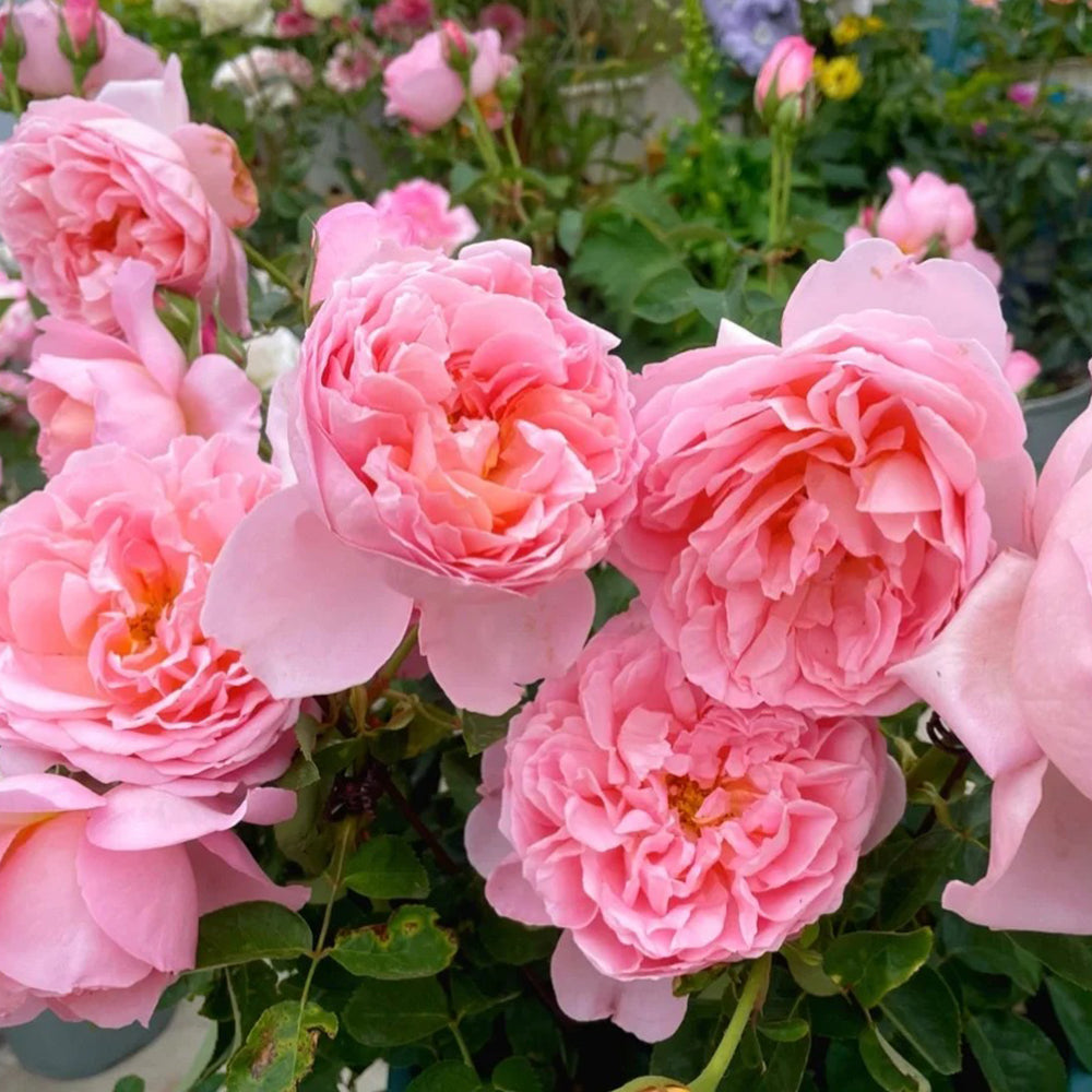 Dames de Chenonceau French Florist Climbing Rose