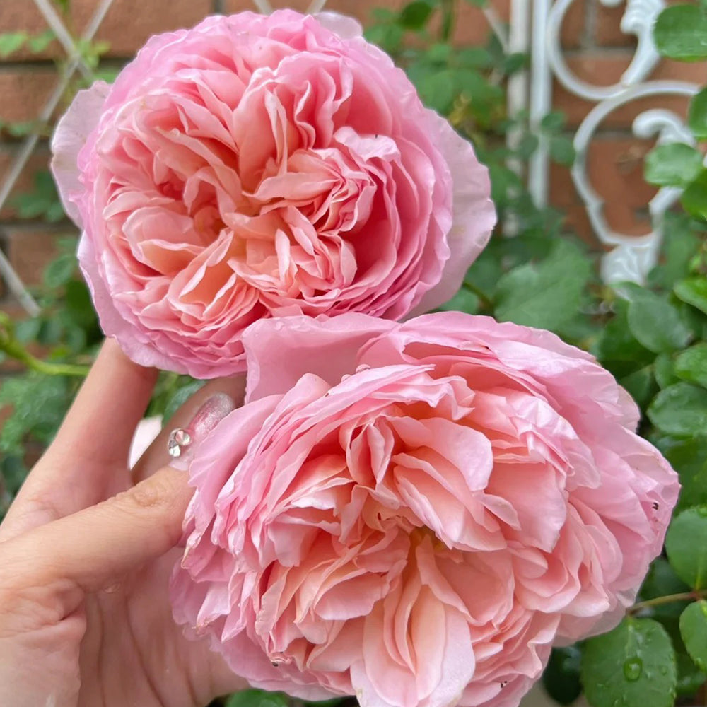 Dames de Chenonceau French Florist Climbing Rose