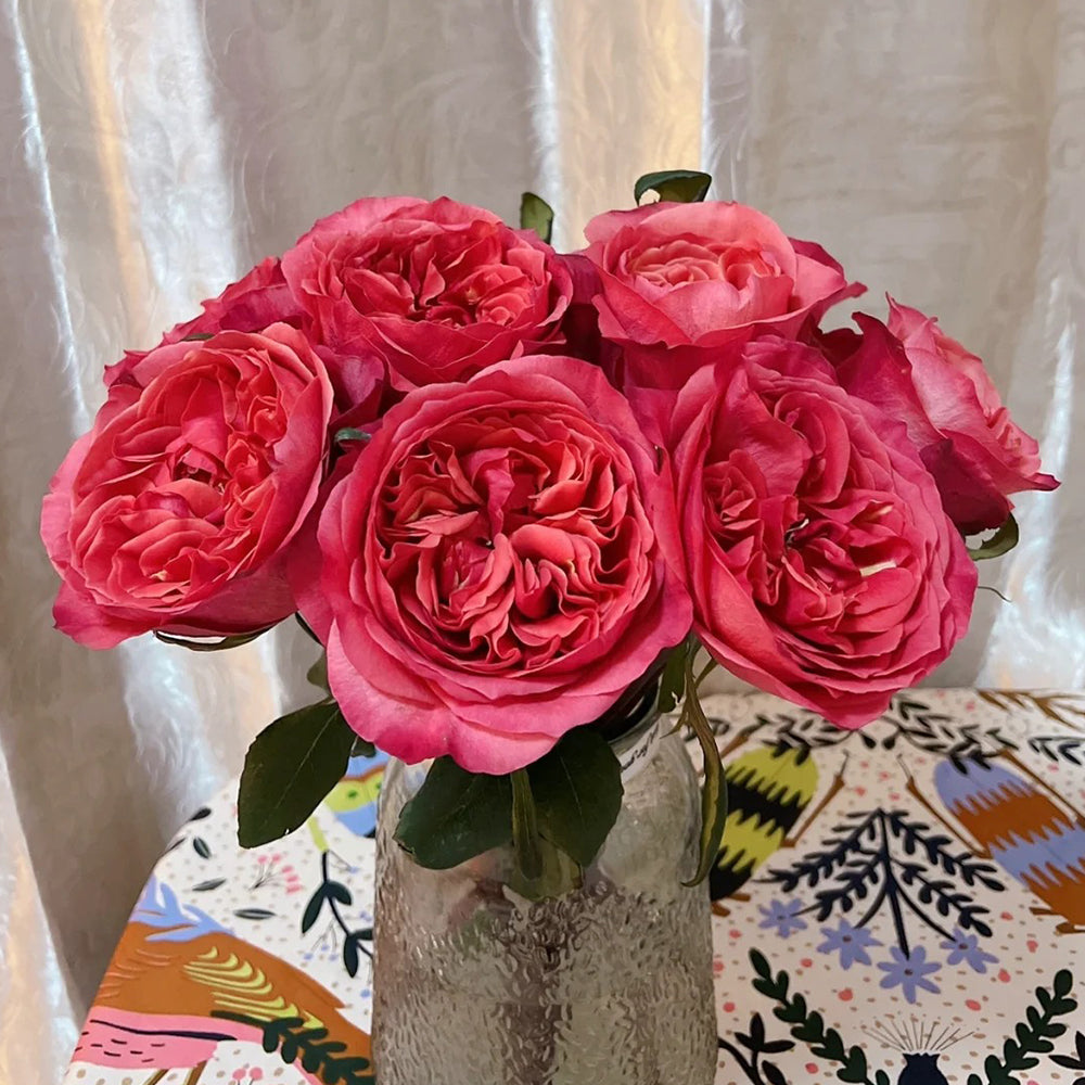 Dark X-pression Dutch Florist Shrub Rose – Highgarden Roses