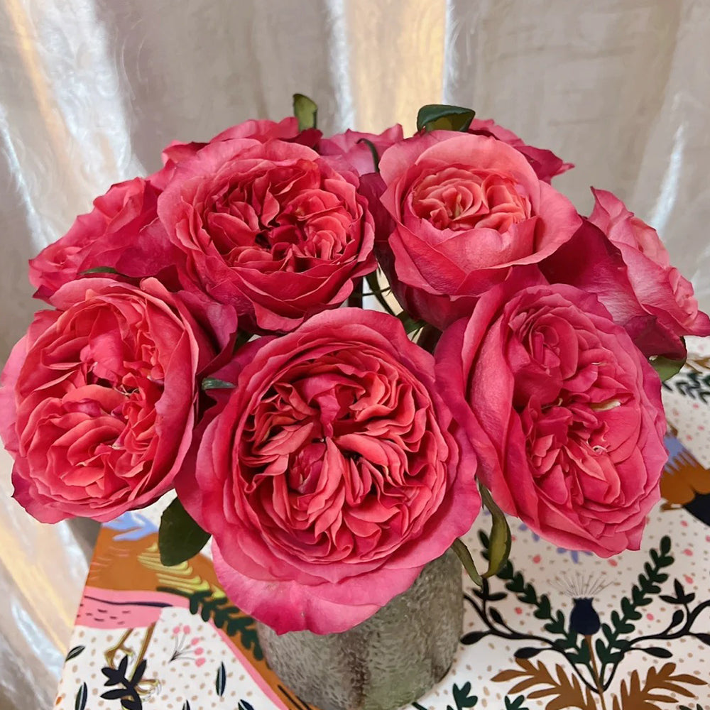 Dark X-pression Dutch Florist Shrub Rose – Highgarden Roses