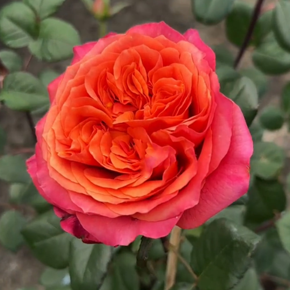 Dark X-pression Dutch Florist Shrub Rose – Highgarden Roses