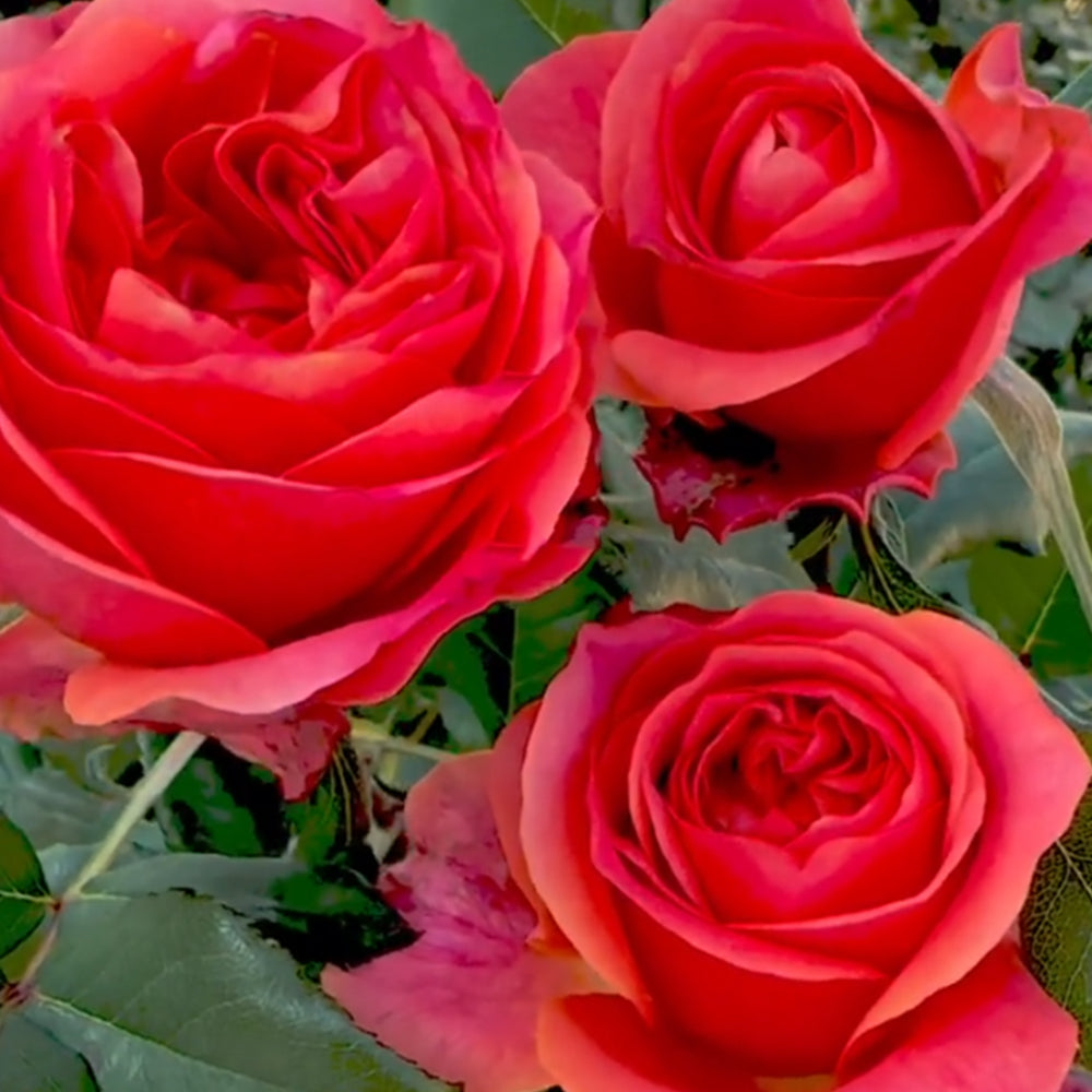 Dark X-pression Dutch Florist Shrub Rose – Highgarden Roses