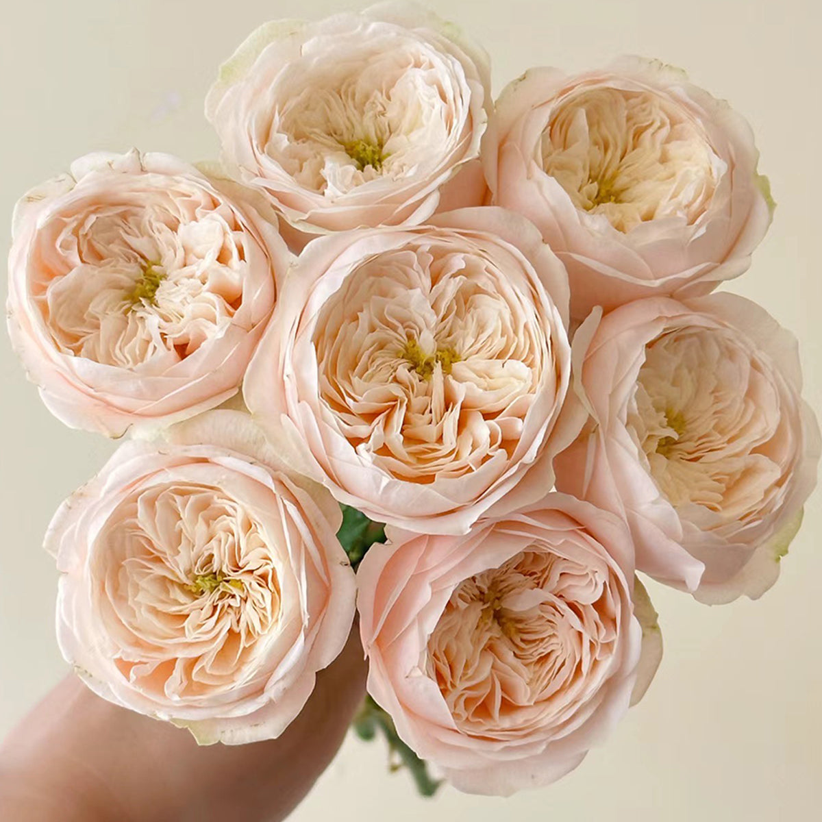 バラ　大苗　レア　Darlington Darlington Netherlands Florist Shrub Rose For Sale – Highgarden Roses