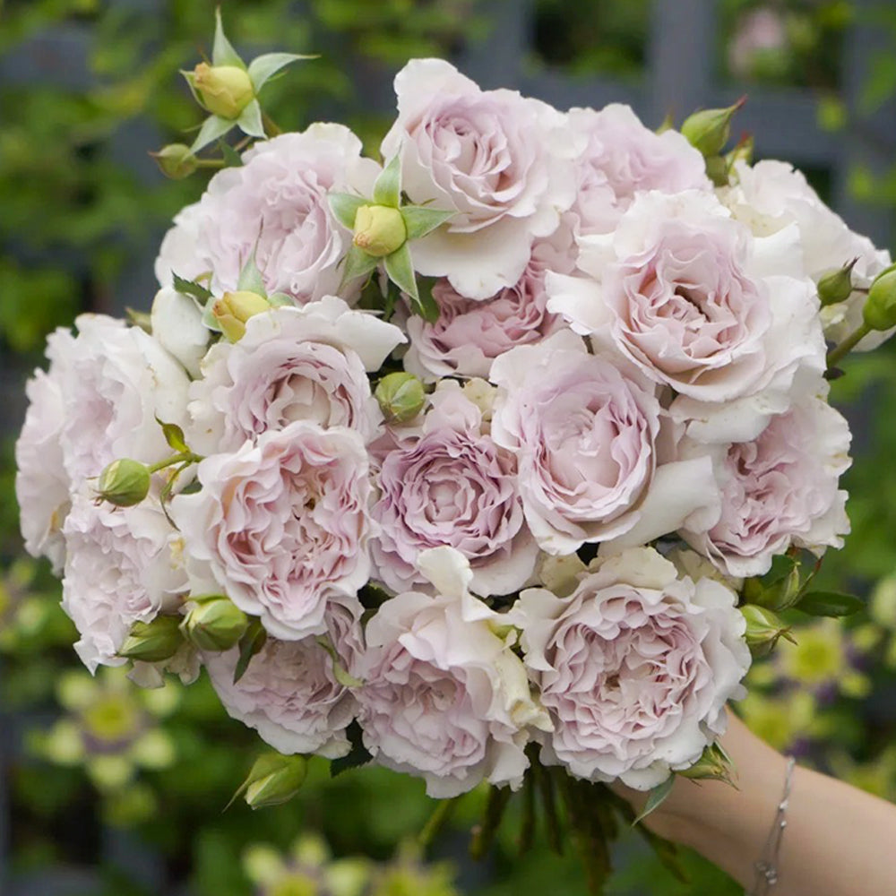 Dew Violet Chinese Florist Shrub Rose