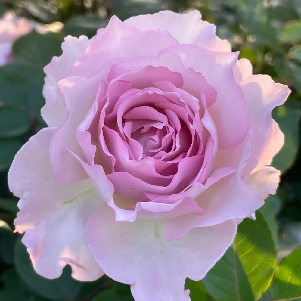 Dew Violet Chinese Florist Shrub Rose