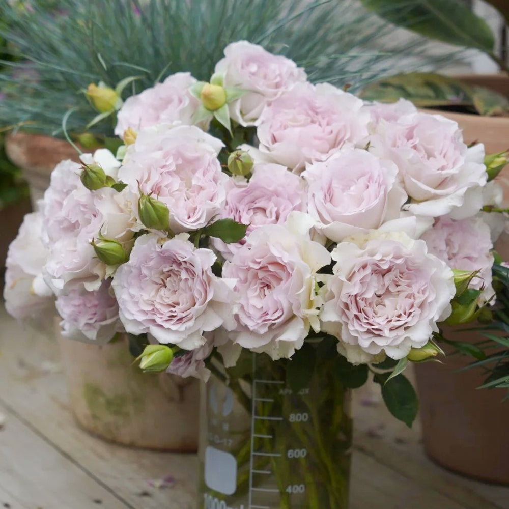 Dew Violet Chinese Florist Shrub Rose
