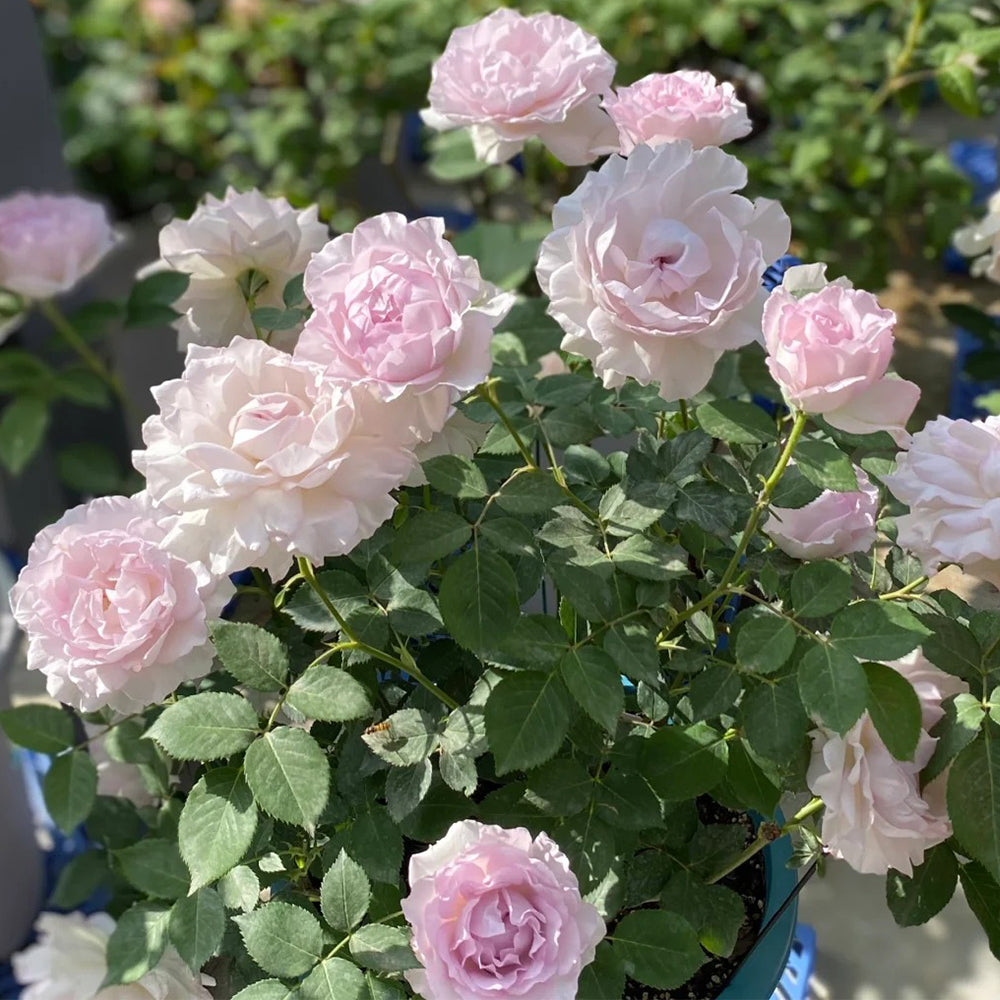 Dew Violet Chinese Florist Shrub Rose