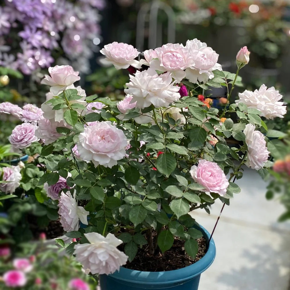 Dew Violet Chinese Florist Shrub Rose