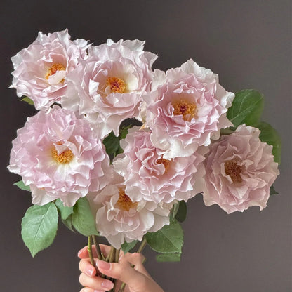 Dew Violet Chinese Florist Shrub Rose