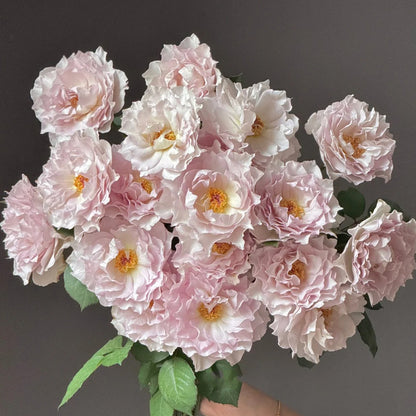 Dew Violet Chinese Florist Shrub Rose