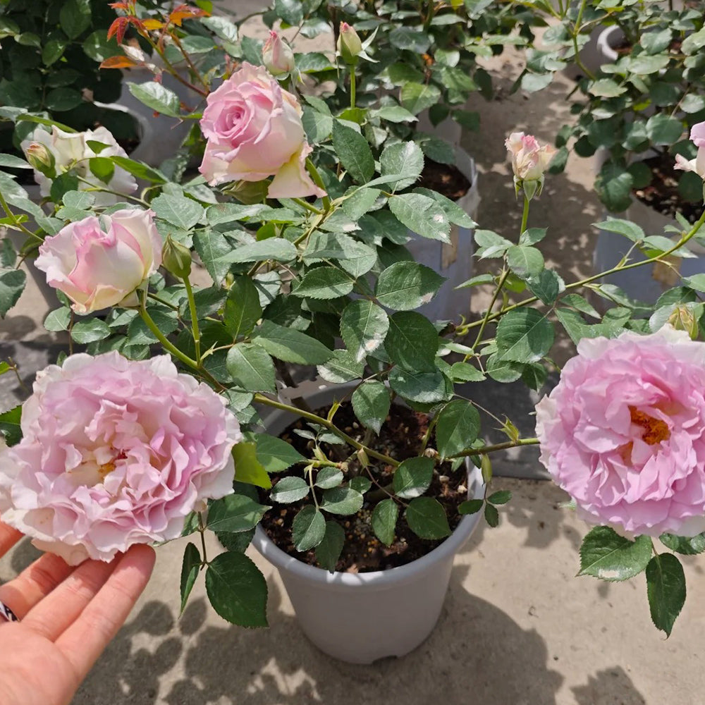 Dew Violet Chinese Florist Shrub Rose