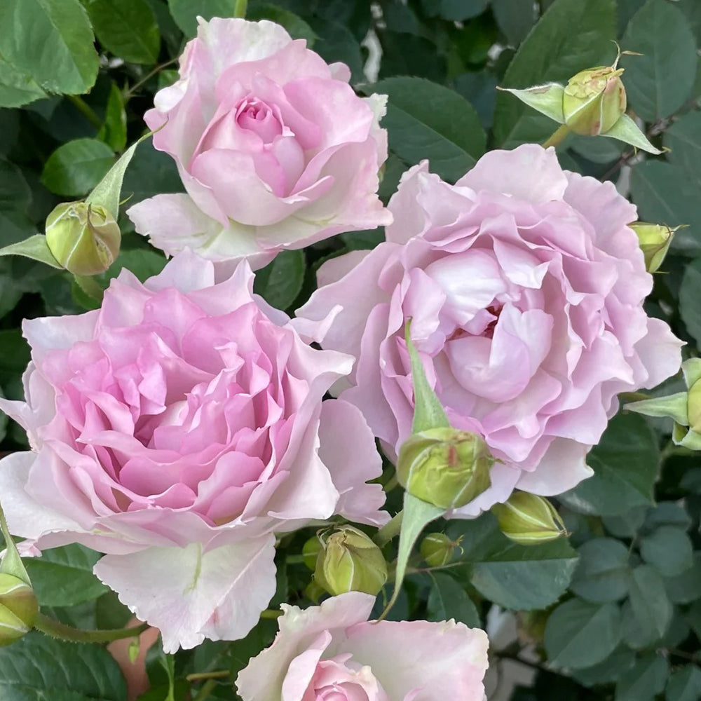 Dew Violet Chinese Florist Shrub Rose