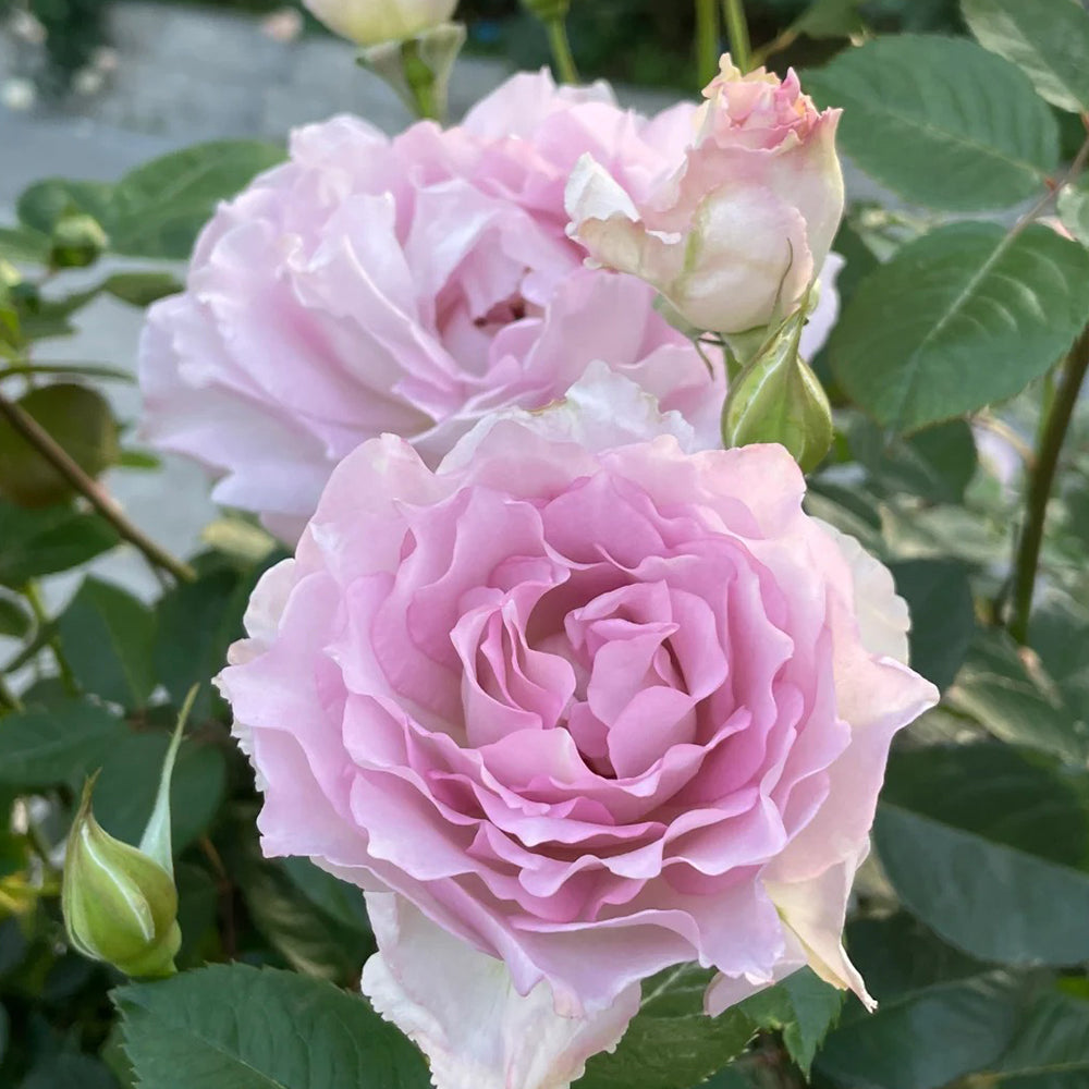 Dew Violet Chinese Florist Shrub Rose