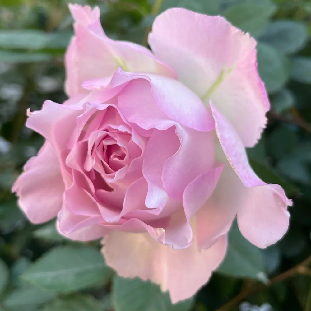 Dew Violet Chinese Florist Shrub Rose