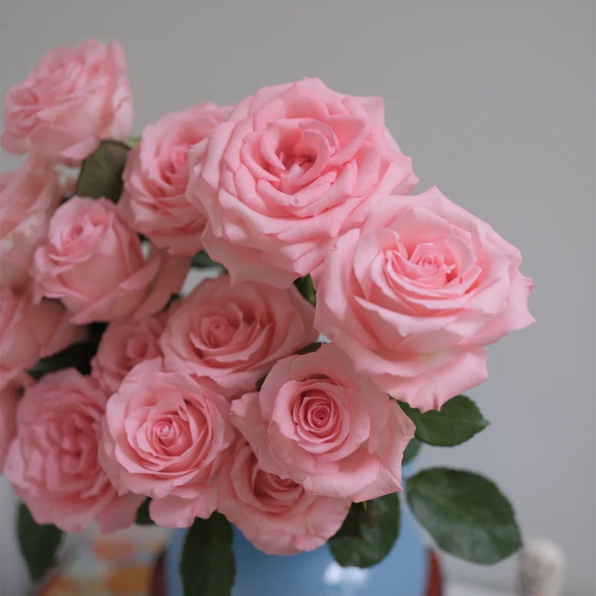 Diana German Florist Shrub Rose