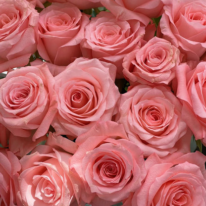 Diana German Florist Shrub Rose