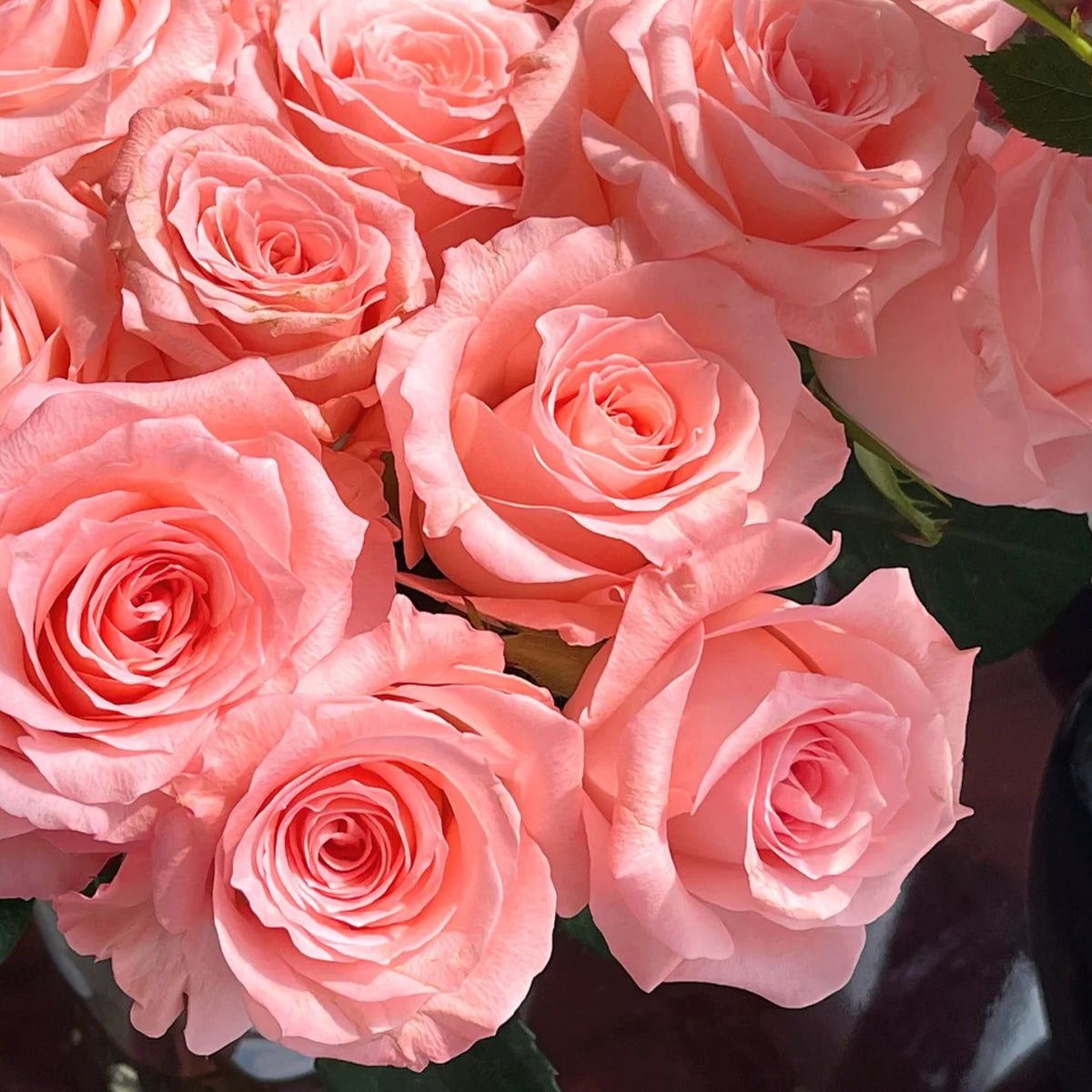 Diana German Florist Shrub Rose