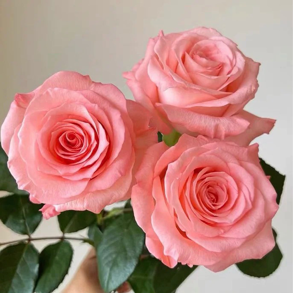 Diana German Florist Shrub Rose