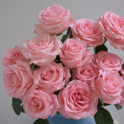 Diana German Florist Shrub Rose