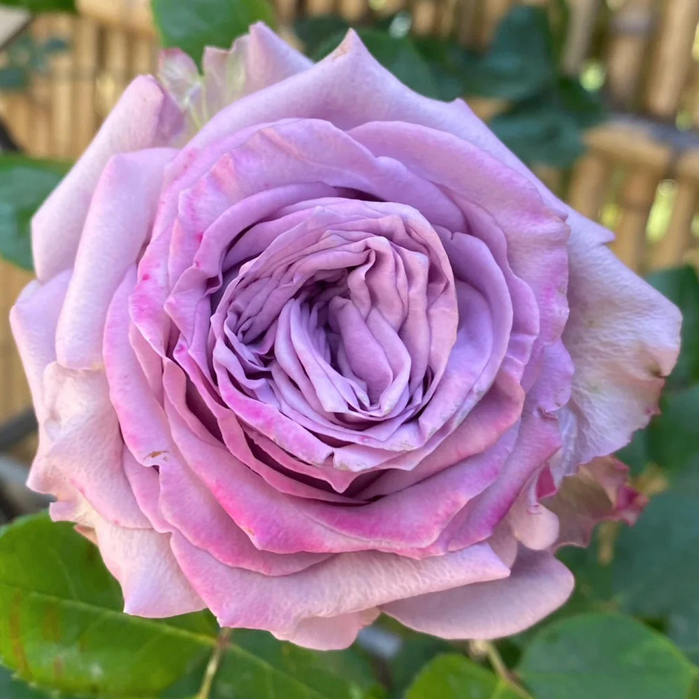 Dolcetto Netherlands Florist Shrub Rose