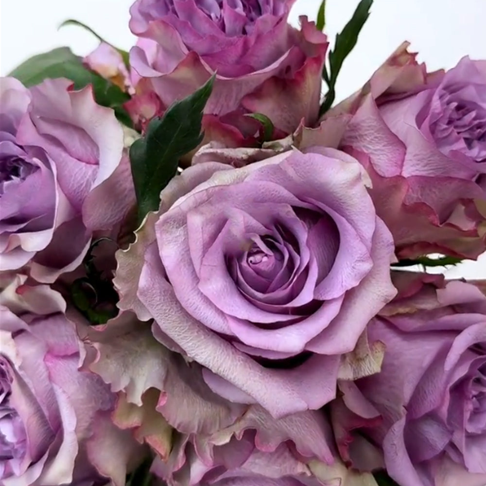 Dolcetto Dutch Florist Shrub Rose – Highgarden Roses