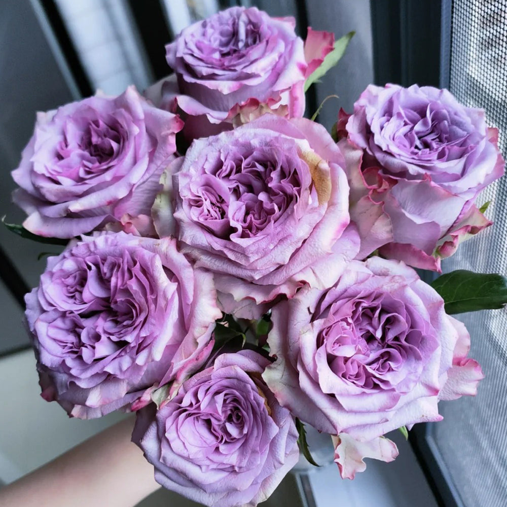 Dolcetto Dutch Florist Shrub Rose – Highgarden Roses