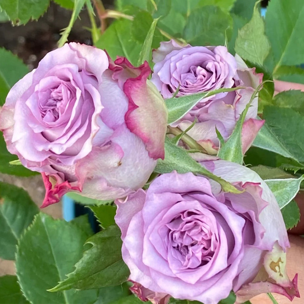 Dolcetto Netherlands Florist Shrub Rose