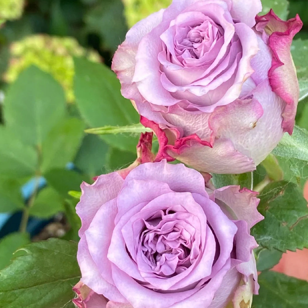 Dolcetto Netherlands Florist Shrub Rose