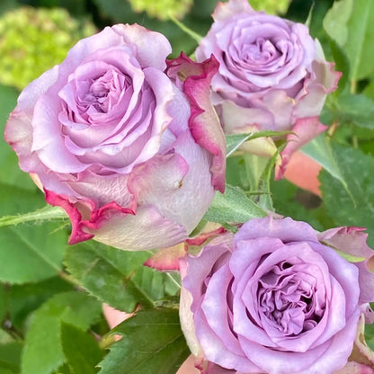 Dolcetto Netherlands Florist Shrub Rose