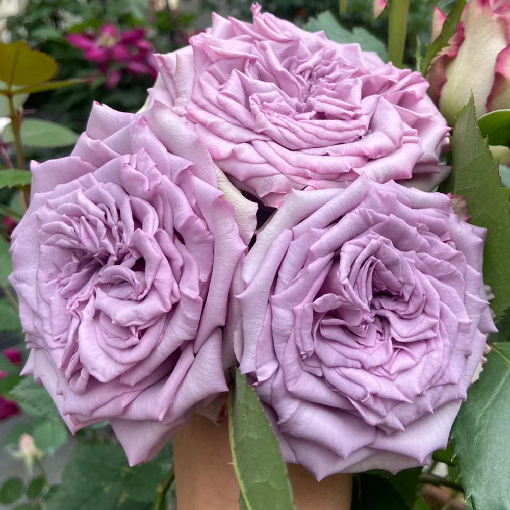 Dolcetto Netherlands Florist Shrub Rose