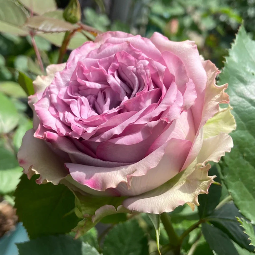 Dolcetto Dutch Florist Shrub Rose – Highgarden Roses