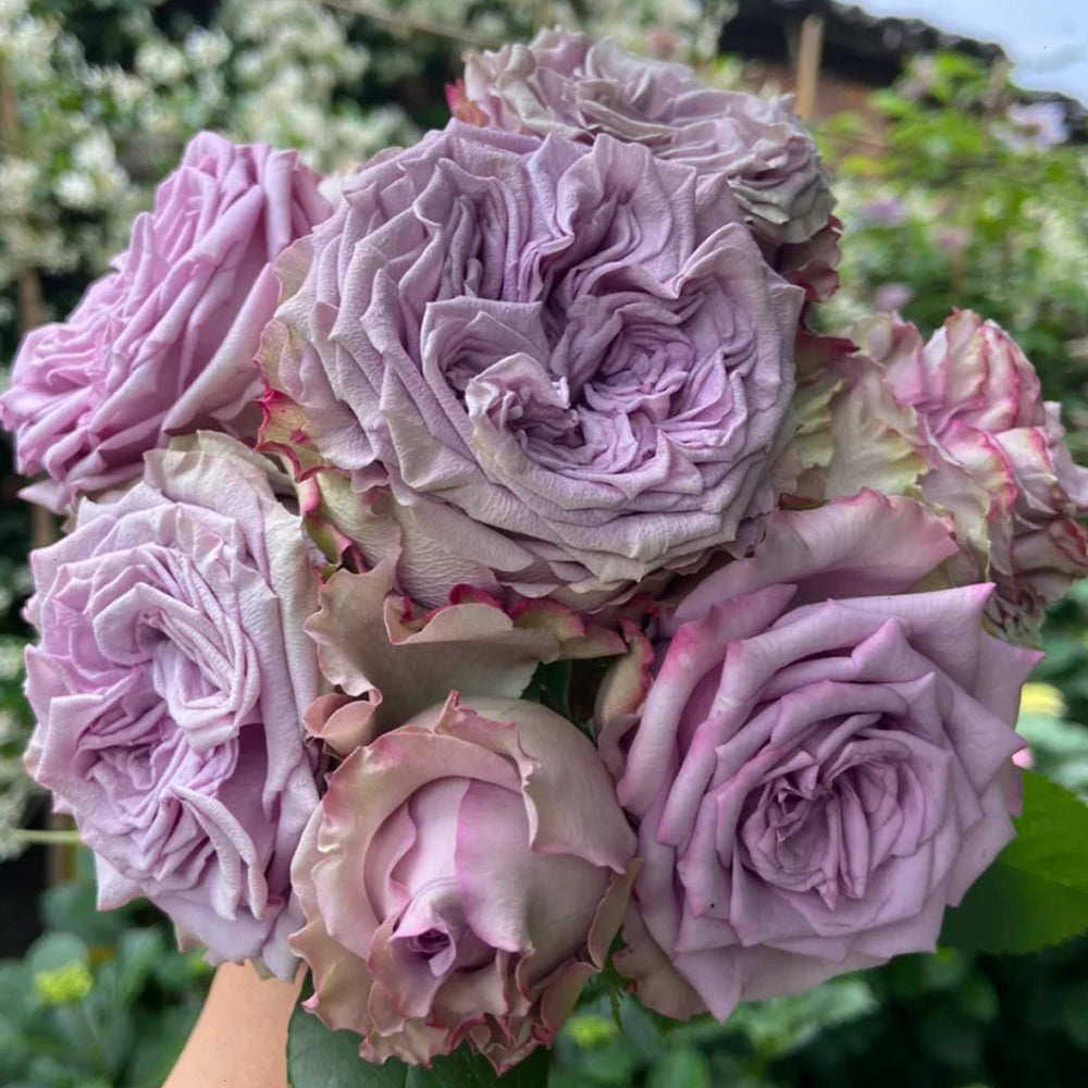 Dolcetto Netherlands Florist Shrub Rose