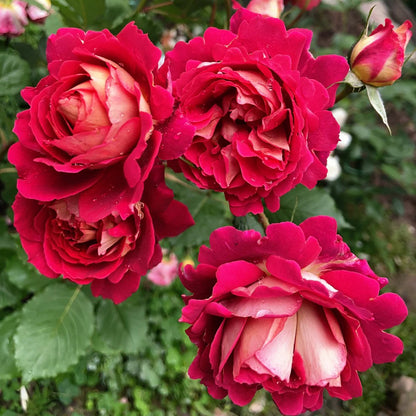 Dominique Massad French Florist Shrub Rose