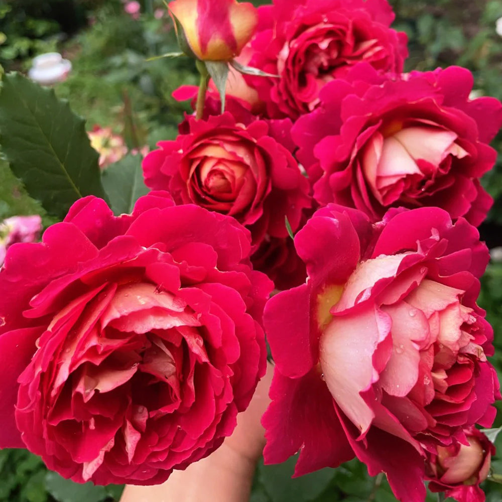 Dominique Massad French Florist Shrub Rose