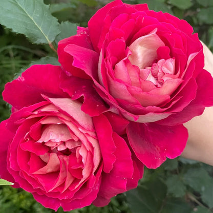 Dominique Massad French Florist Shrub Rose