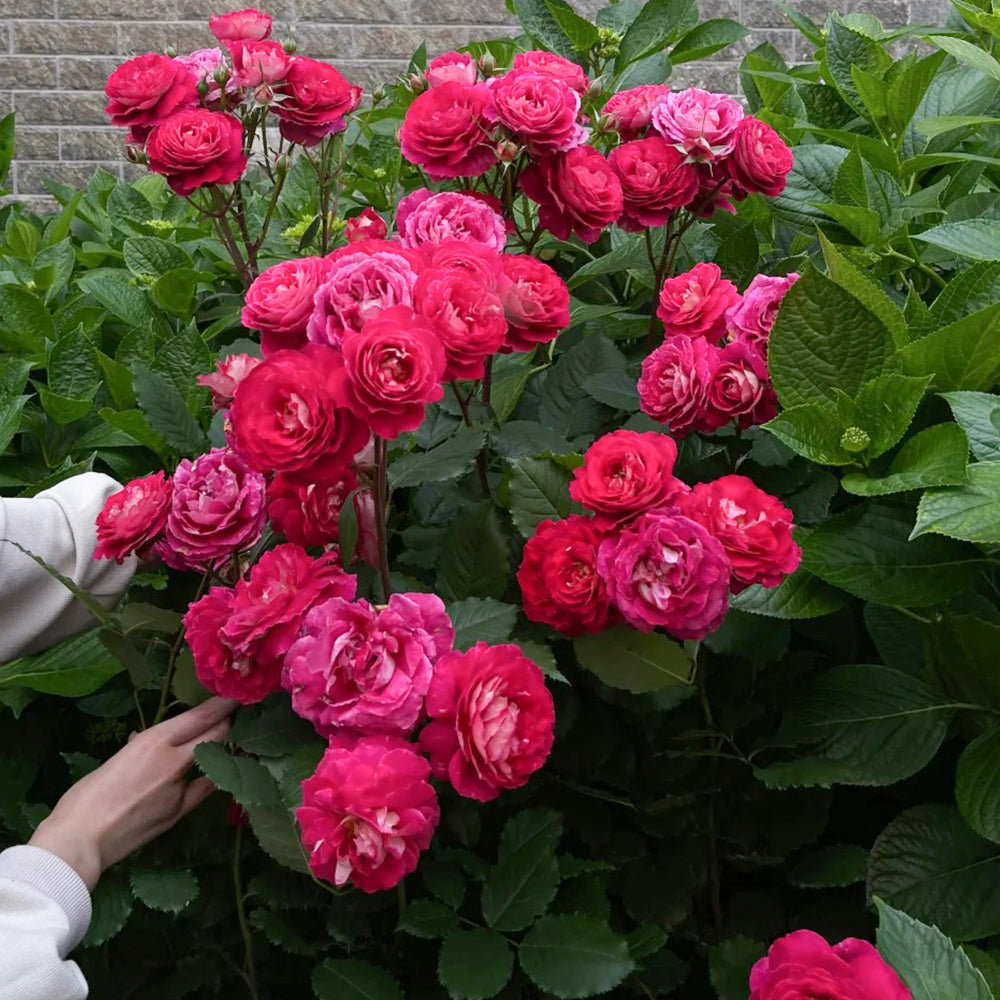 Dominique Massad French Florist Shrub Rose