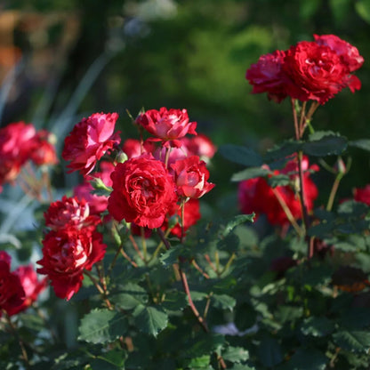 Dominique Massad French Florist Shrub Rose