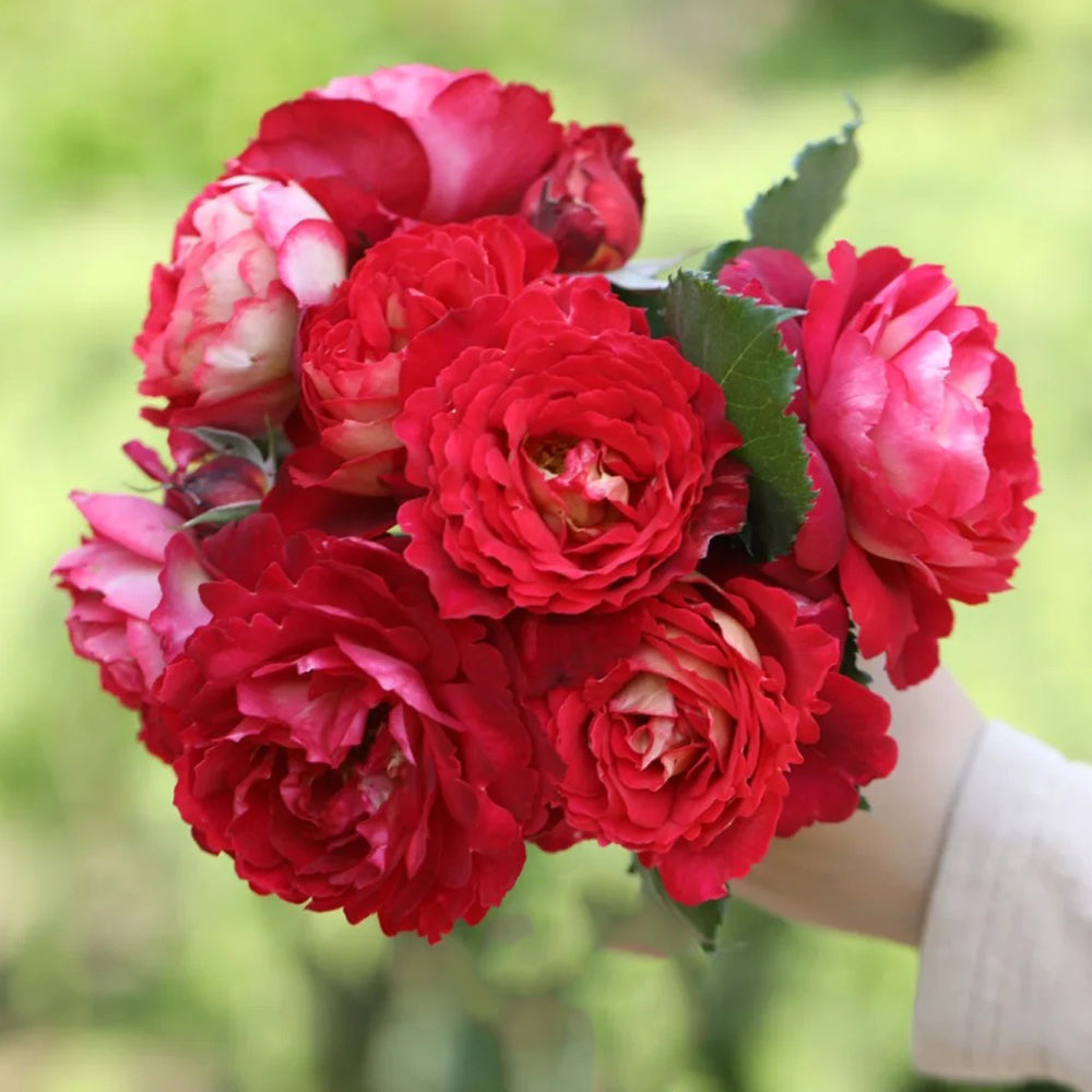 Dominique Massad French Florist Shrub Rose