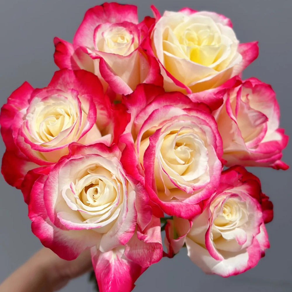 Double Delight US Florist Hybrid Tea Rose - Thumbnail 2