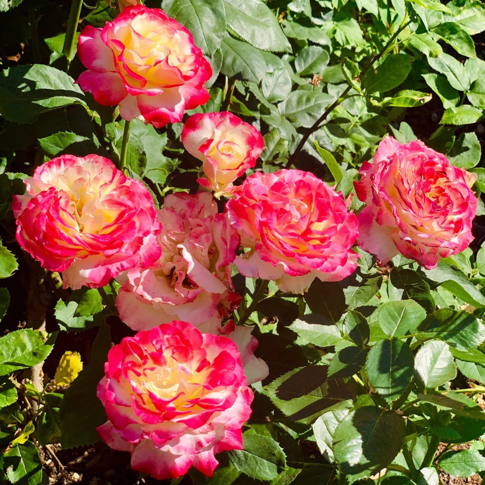 Double Delight US Florist Hybrid Tea Rose