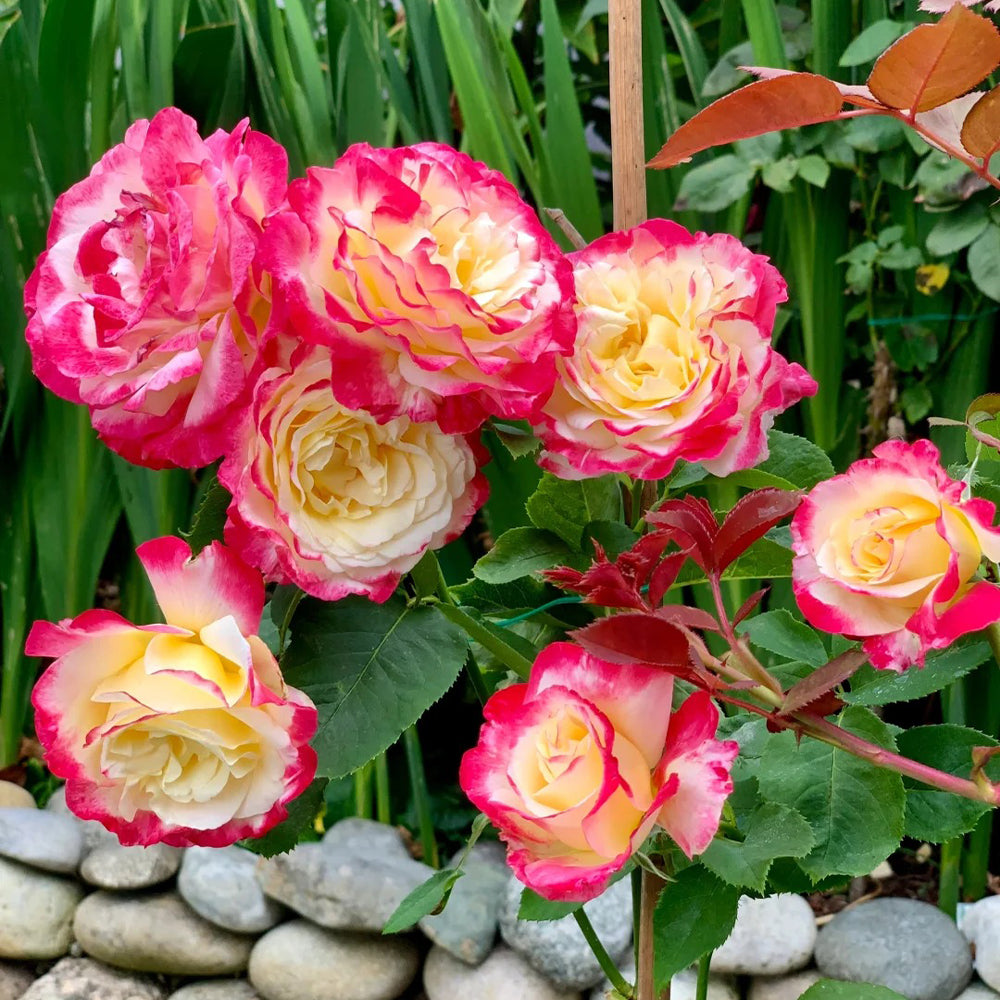 Highgarden Roses Double Delight Hybrid Tea Rose