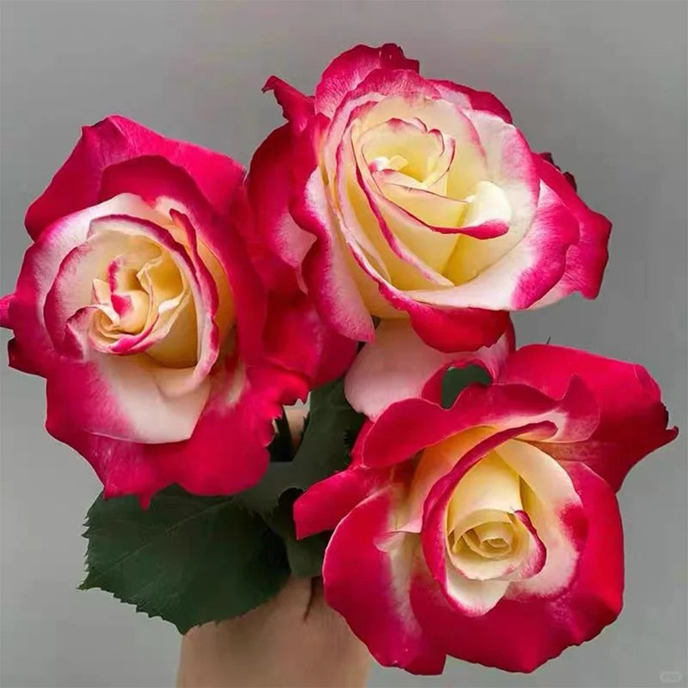 Double Delight US Florist Hybrid Tea Rose