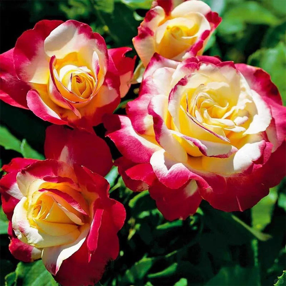 Double Delight US Florist Hybrid Tea Rose