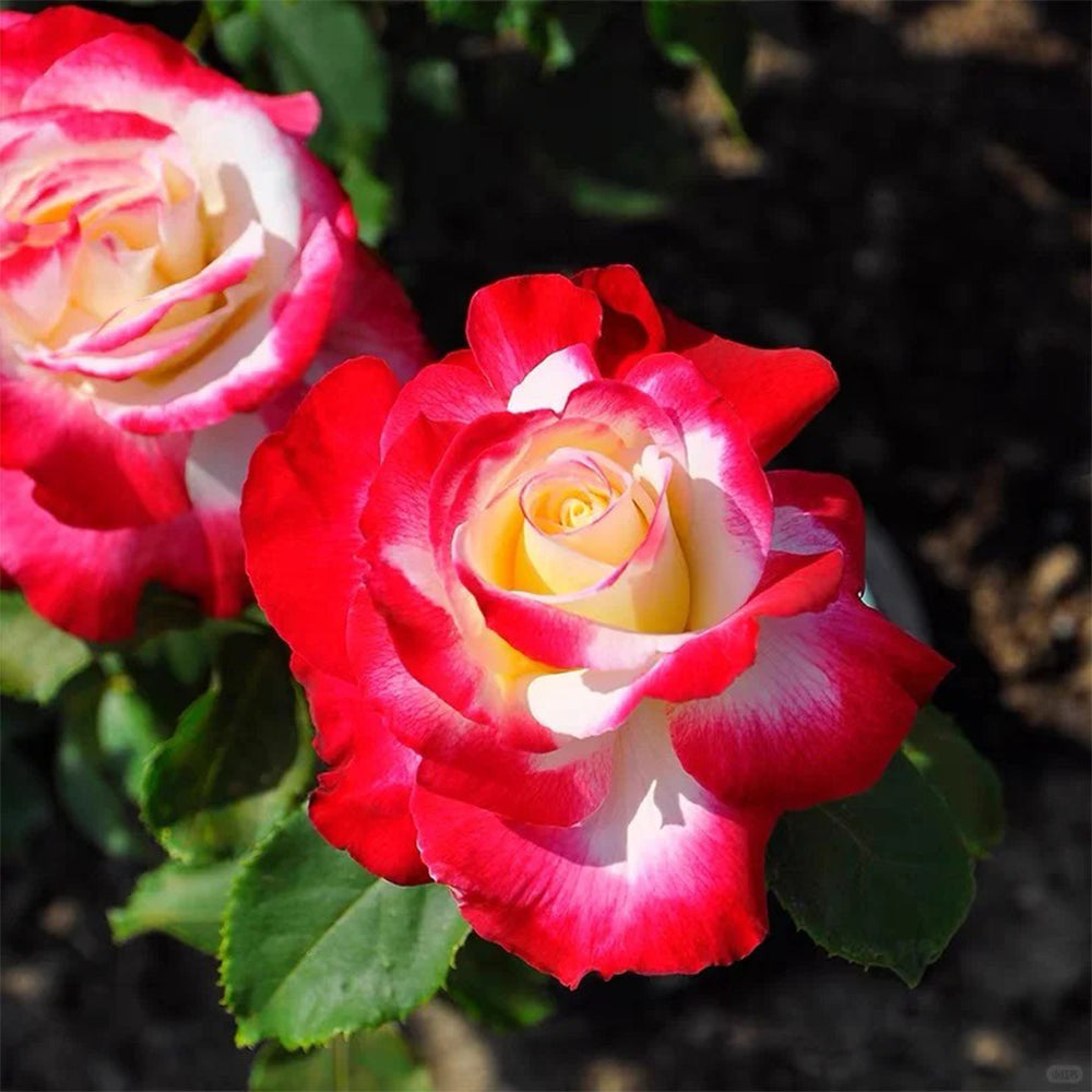 Highgarden Roses Double Delight Hybrid Tea Rose - Thumbnail 5