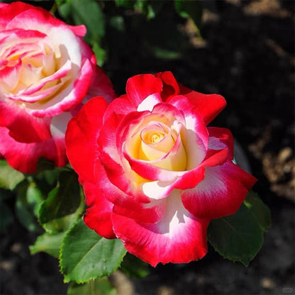 Double Delight US Florist Hybrid Tea Rose