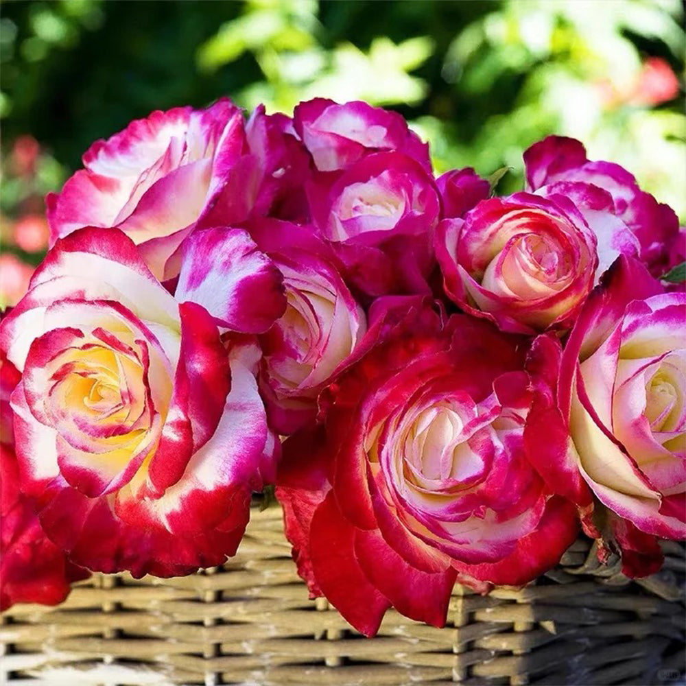 Double Delight US Florist Hybrid Tea Rose