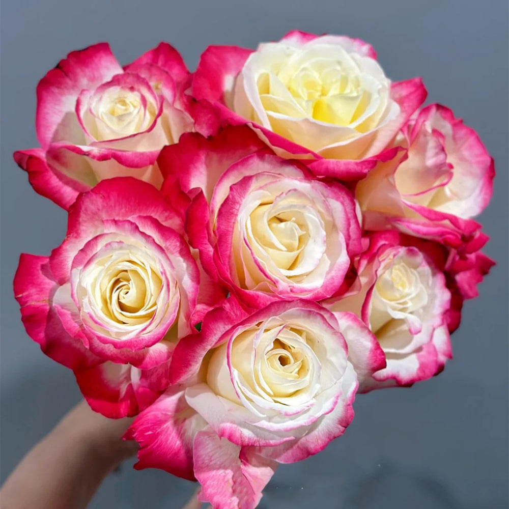 Double Delight US Florist Hybrid Tea Rose