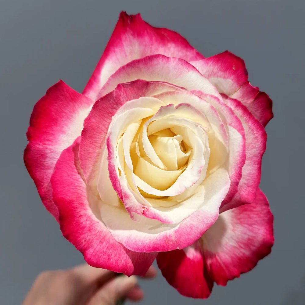Double Delight US Florist Hybrid Tea Rose
