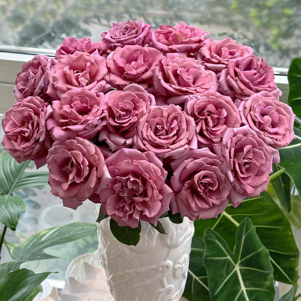 Drape Japanese Florist Shrub Rose